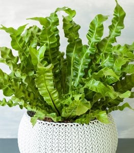 BIRD'S NEST FERN