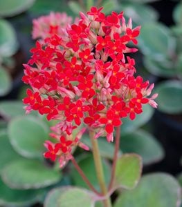 KALANCHOE