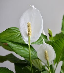 PEACE LILY