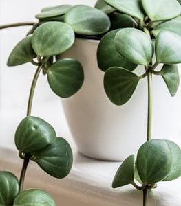 PEPEROMIA 'HOPE'