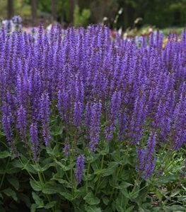 Blue by You salvia