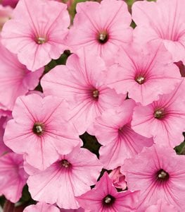 Supertunia Vista® Bubblegum® petunia