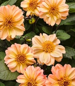 DAHLIA