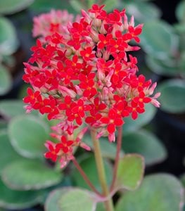 Kalanchoe