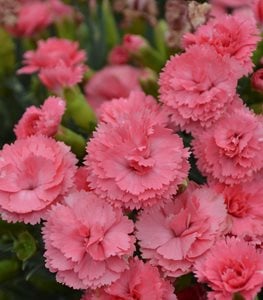 DIANTHUS