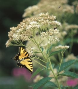 Joe Pye Weed