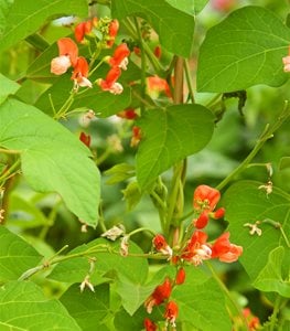 SCARLET RUNNER BEAN