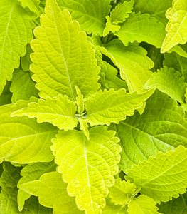 ColorBlaze® Lime Time® coleus