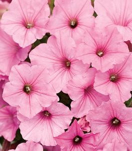 SUPERTUNIA VISTA® BUBBLEGUM® PETUNIA