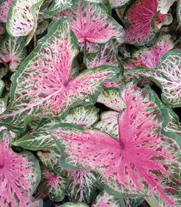 Caladium