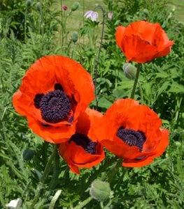 ORIENTAL POPPY