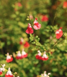 'Hot Lips' salvia