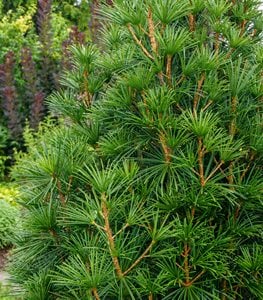 JAPANESE UMBRELLA PINE TREE