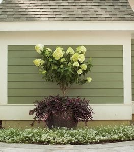 'LIMELIGHT' hydrangea tree