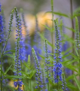 blue veronica