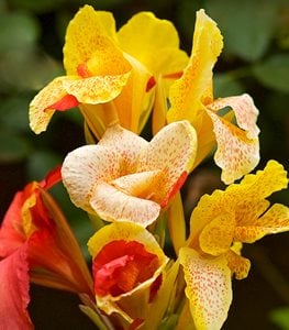 CANNA LILY