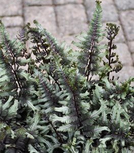 Crested Surf Japanese painted fern