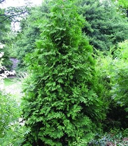 GREEN GIANT ARBORVITAE