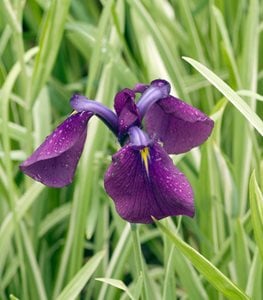 Iris ensata 'Variegata' Japanese iris
