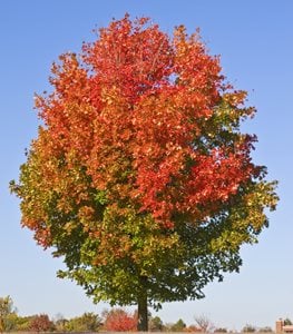 RED MAPLE TREE