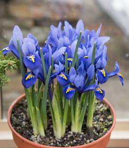 IRIS RETICULATA IN POT