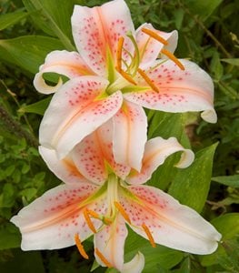 ORIENTAL LILY