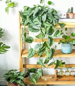 SATIN POTHOS