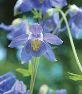 Columbine flower