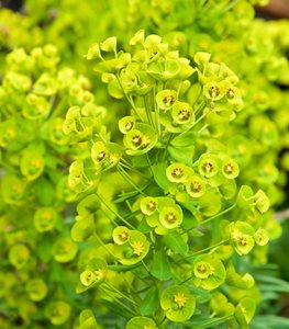MEDITERRANEAN SPURGE