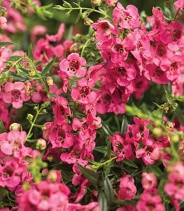 PINK ANGELONIA