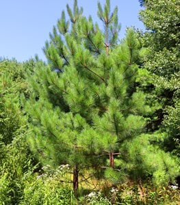 EASTERN WHITE PINE