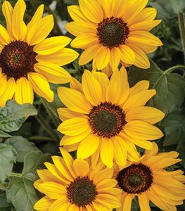 SUNCREDIBLE SUNFLOWER