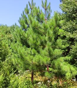 EASTERN WHITE PINE