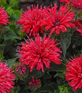 PARDON MY CERISE BEE BALM