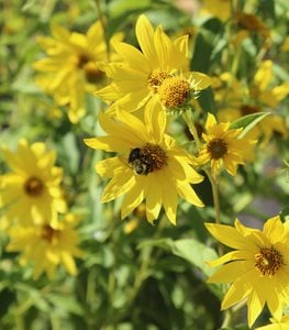 YELLOW TORCH TITHONIA