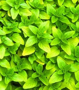 OREGANO