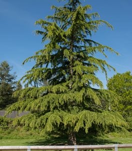 CEDAR TREE
