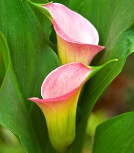 CALLA LILY