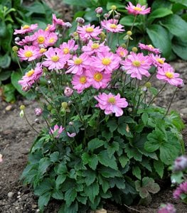JAPANESE ANEMONE