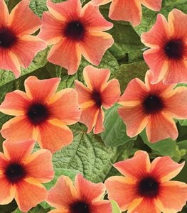 TANGERINE SLICE-A-PEEL THUNBERGIA