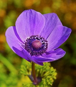 ANEMONE POPPY