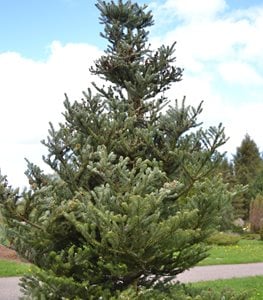 KOREAN FIR TREE