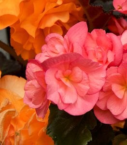 TUBEROUS BEGONIA