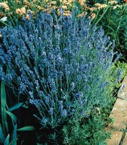 lavender lady