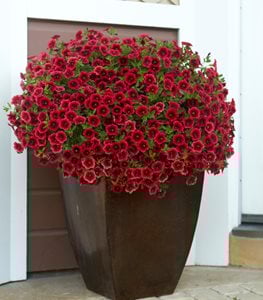 SUPERBELLS POMEGRANATE PUNCH CALIBRACHOA