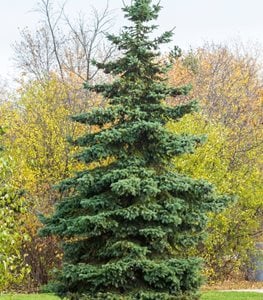 NORWAY SPRUCE TREE