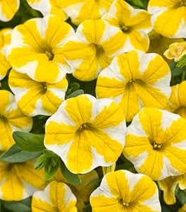 YELLOW CALIBRACHOA