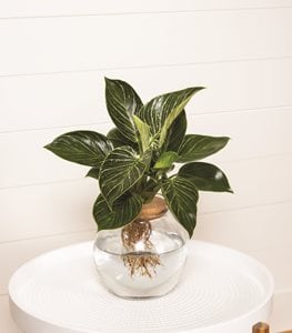 Prismacolor™ Birkin Philodendron