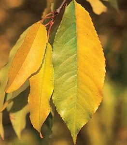 Carya cordiformis - Photo by: Jerry and Marcy Monkman.