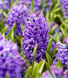 HYACINTH FLOWER